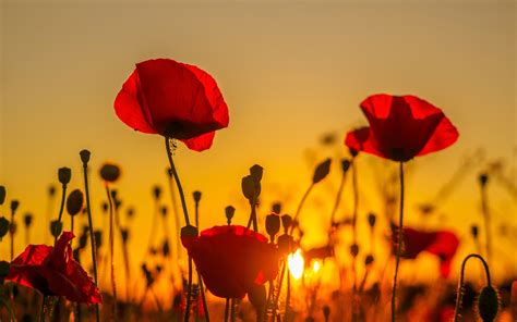 Wallpaper Sunset, poppies field, red flowers 1920x1200 HD Picture, Image