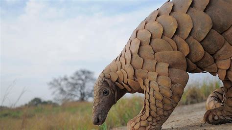 Indian Pangolin: Facts, Threats, Habitat, Diet | RoundGlass | Sustain