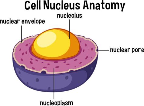 10+ Nucleolus Clip Art Stock Illustrations, Royalty-Free Vector ...