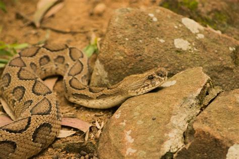 Discover Timber Rattlesnake Bite - Animals Around The Globe