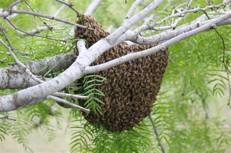 Along the Geronimo Creek: Honeybee swarm