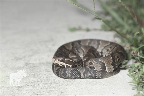 Cottonmouth Snake: Key Facts — Forest Wildlife