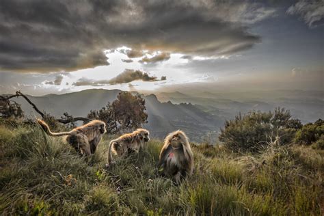 Wildlife of Ethiopia Photo Safari - Idube Photo Safaris