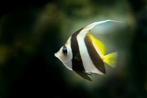 Are Angelfish Freshwater Or Saltwater? (Surprising Answer)