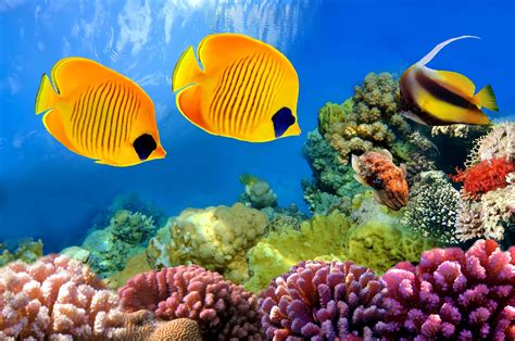 wonderful aquarium wallpaper | Coral reef aquarium, Coral reef, Fish ...