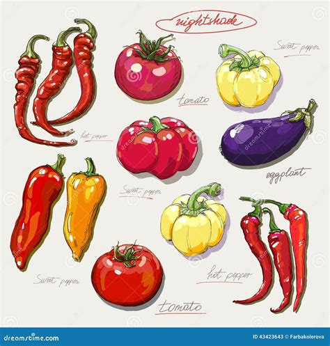 Realistic Hand Drawing Set of Vegetables Stock Illustration ...