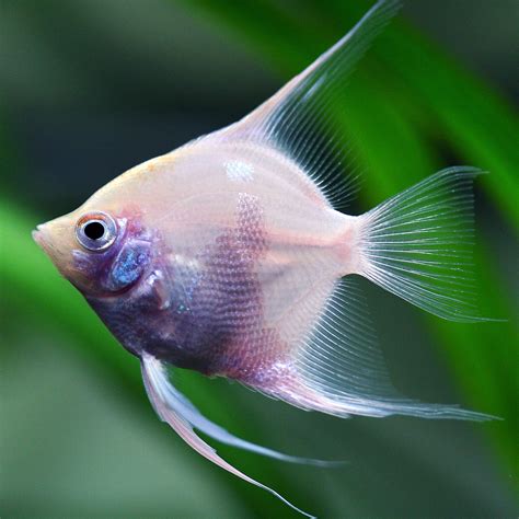 Platinum Blushing Angelfish | Angel fish, Freshwater aquarium, Tropical ...