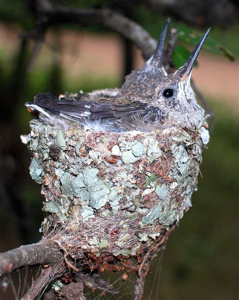 Hummingbird nest | Hummingbird nests, Hummingbird, Bird nest