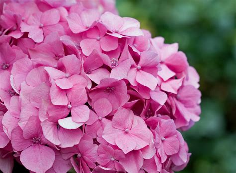 Hydrangea Flowers Pink Free Stock Photo - Public Domain Pictures