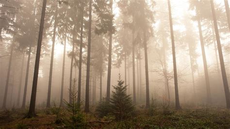 Foggy Forest Wallpapers - Wallpaper Cave