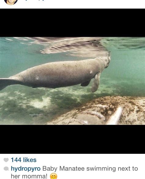 Crystal River Manatee Tours - Tours - 267 NW 3rd St, Crystal River, FL ...