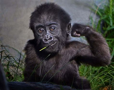 Download Funny Gorilla Showing Biceps Pictures | Wallpapers.com