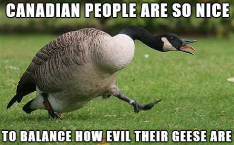 9 Canada Geese Memes That Are Honking Hilarious - Narcity