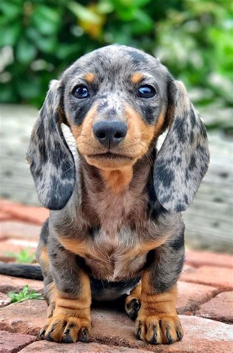 Dachshunds The Cutest Dogs | Cute dogs, Puppies, Dachshund puppies