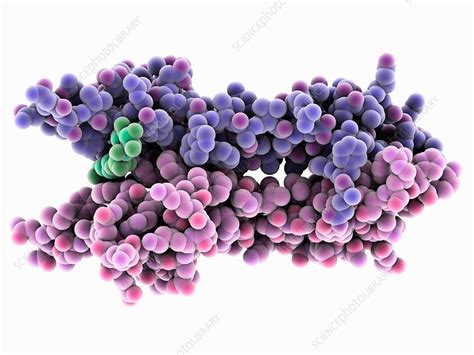 Nerve growth factor complex - Stock Image - C035/6186 - Science Photo ...