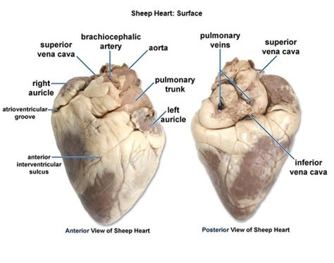 Heart & Brain