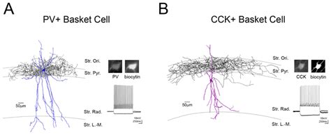 Identification of recorded perisomatically-targeting basket cells in ...