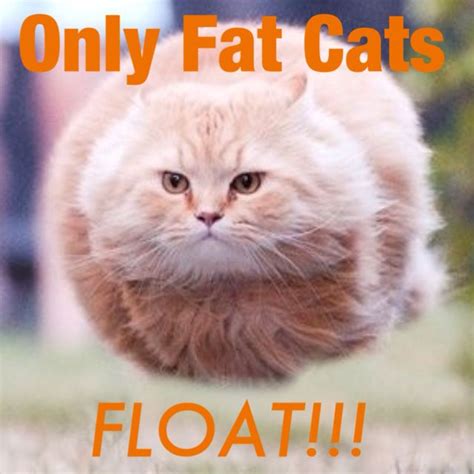 Fat Cats Flying