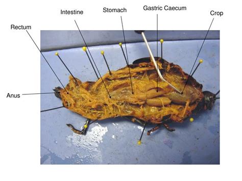 PPT - Grasshopper Dissection PowerPoint Presentation - ID:1901450