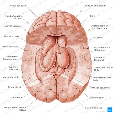 Thalamus: Anatomy, nuclei, function | Kenhub