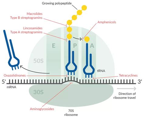 M03 Biochemistry: M03.04.07 Inhibitors of protein synthesis