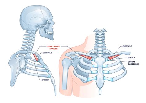 Subclavius - Attachments - Actions - TeachMeAnatomy