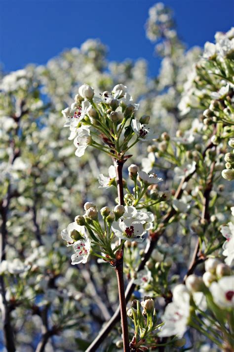 pear tree blossoms | Secret garden, Garden, Pear trees