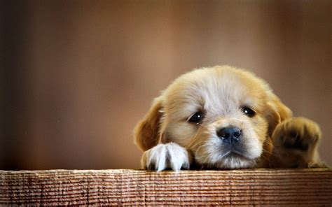 Wallpapers Puppy - Puppy Wallpapers 1080p Photography Hd Dogs Dog Cute ...