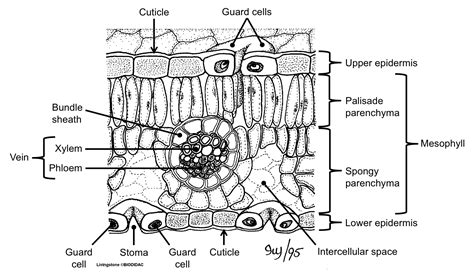 Structure Of A Leaf Diagram Labeled