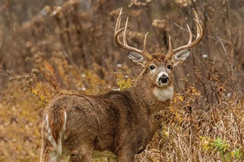 Planning for Bucks Before the Rut - Bowhunter