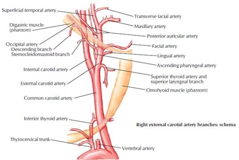 Branches of External Carotid Artery - Dr. Paul Mirdamadi DDS