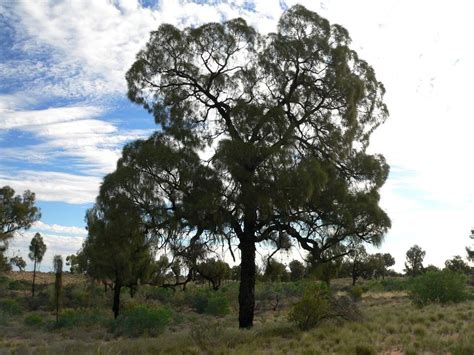 Desert Oak @ ExplorOz Wildflowers