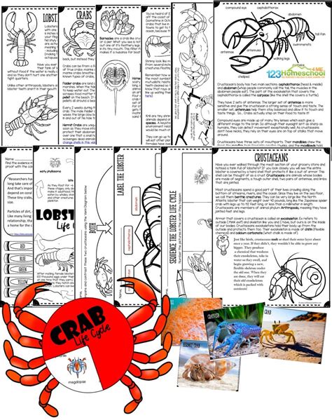 All About Crustaceans, Mollusks & Cephalopods - 123 Homeschool 4 Me