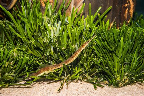 Pipefish: A Complete Care Guide For This Species