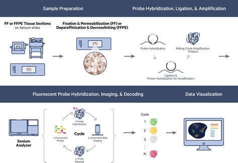 Overview of Xenium Algorithms - Official 10x Genomics Support