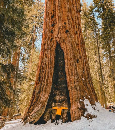 Sequoia National Park (California) - Travel Guide for Winter