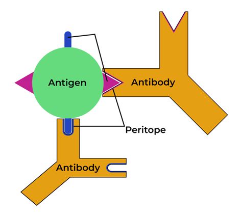 Types of Antigen-Antibody Reaction: Stages and Properties - GeeksforGeeks