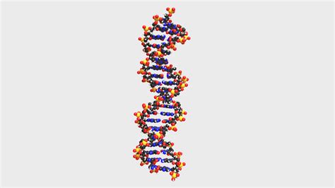 3d Dna Models