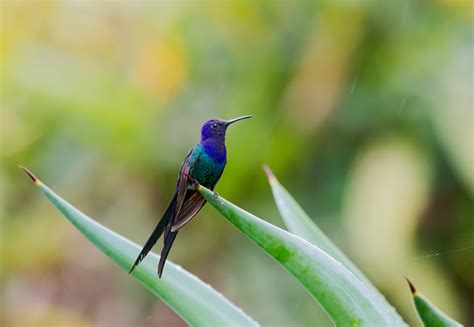 News from AGAMI image library - www.agami.nl: Birds from Brazil 1