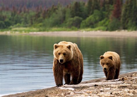 Wildlife in Canada, Alaska & the Arctic | Audley Travel