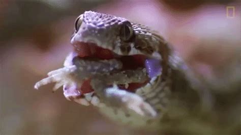 Snake Eating GIFs - Get the best GIF on GIPHY