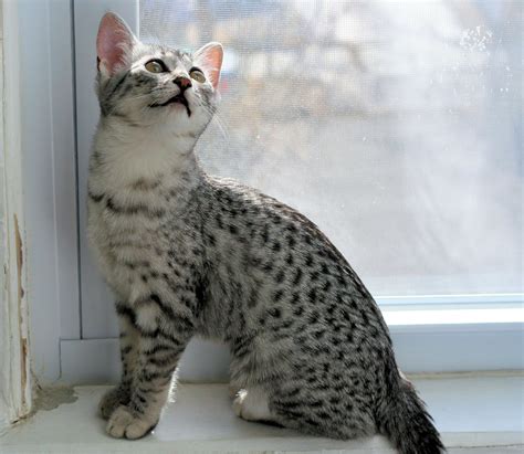 Egyptian Mau Kitten Sitting Near Window. Egyptian Maus Cat are a small ...