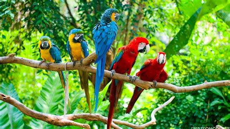 Macaw Parrot Wallpaper (67+ images)