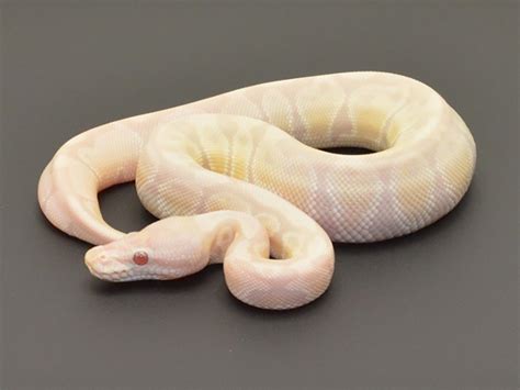 Morph List - World of Ball Pythons