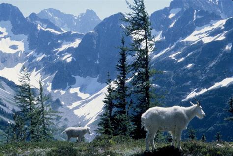 Happy 50th birthday, North Cascades National Park. You hardly look your ...