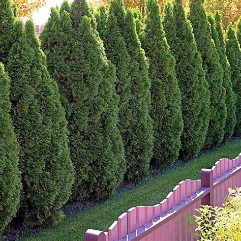 The 10 Best Evergreen Trees for Privacy and Year-Round Greenery