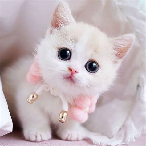 So Adorable 😻 💓 | Cute cats photos, Baby cats, Kittens cutest