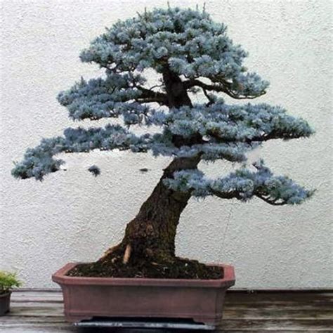 20 Colorado Blue Spruce Bonsai Seed 20 Cherry Blossom Bonsai | Etsy