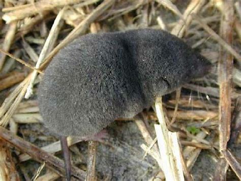 Short-tailed shrew | Adaptations, Habitat & Diet | Britannica