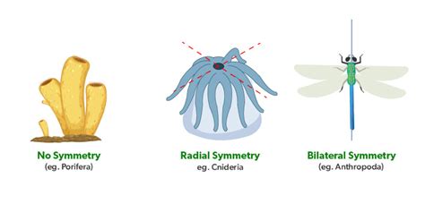 Biradial Symmetry